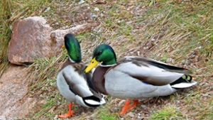 Verordnung in Vöhrenbach: Enten dürfen nicht gefüttert werden
