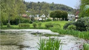 Der idyllische Kurparksee in Bad Imnau muss abgepumpt werden, damit eine Spezialfirma den Schlamm daraus entfernen kann. Bevor der Teich wieder befüllt wird, erhält er eine neue Teichfolie. Foto: Haid