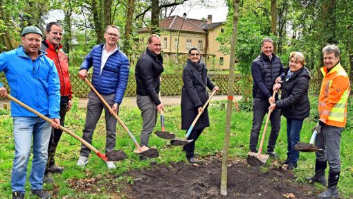 Landrat Günther-Martin Pauli (rechts)  hat im Hechinger Fürstengarten mit Vertretern der Stadtverwaltung eine Ulme gepflanzt. Foto: Jauch