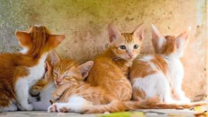 Katzen in Sulz: Der Tierschutzverein braucht Hilfe