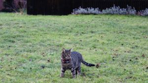 Tierschutz in Burladingen: Katzen sollen unters Messer