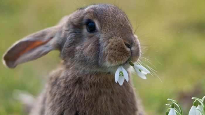 Mehrere Kaninchen aus Stall in Fützen entwendet