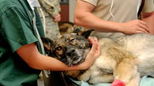 Palliativ-Tierärztin aus VS-Weigheim: Zu ihr kommen die Menschen, wenn ihre Tiere gehen müssen