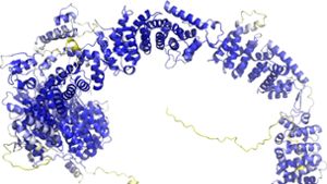 Das Modell der AlphaFold Protein Structure Database stellt das Rückgrat der Proteinstruktur dar. Sogenannte Sekundärstrukturelemente sind als Bänder wiedergegeben. In den blauen Bereichen ist das Model vermutlich zuverlässig. Die gelben Bereiche sind wahrscheinlich flexibel, und nur eine mögliche Struktur ist dargestellt. Foto: -/AlphaFold Protein Structure Database/dpa