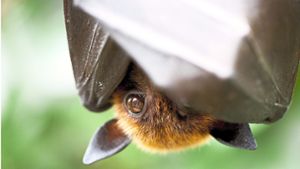 Zusage von Simmersfeld: Neue Unterkünfte für Fledermäuse