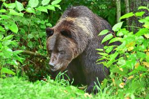 Bären und andere Tiere kann man jetzt wieder im Wolf- und Bärenpark beobachten.  Foto: Stiftung für Bären