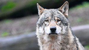 Wer als Schäfer Angst hat vorm Wolf,  kann versuchen, seine Tiere    zu schützen. Foto: Bernd Weißbrod/dpa/Bernd Weißbrod