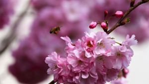 Honig aus eigenem Garten: Vom bienenfreundlichen Garten bis zum Imkern