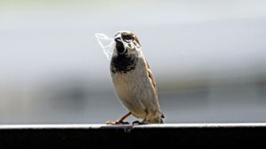 Bei der „Stunde der Gartenvögel“ kann man auch schauen, ob ein Spatz an den Zaun flattert. Foto: dpa/Soeren Stache